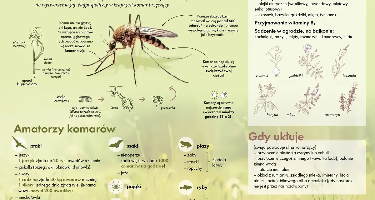 Samiec komara, choć nie gryzie, jest kluczowy dla cyklu życia. Jego aparat gębowy służy do picia nektaru, a nie krwi.