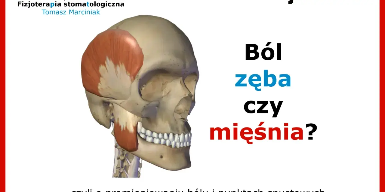 Model czaszki z zaznaczonym mięśniem żwaczem, obok tekst: "Ból zęba czy mięśnia?".