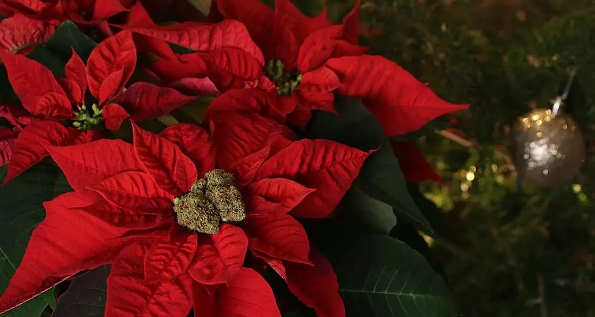 Rojo vibrante de flores de navidad junto a un árbol decorado.