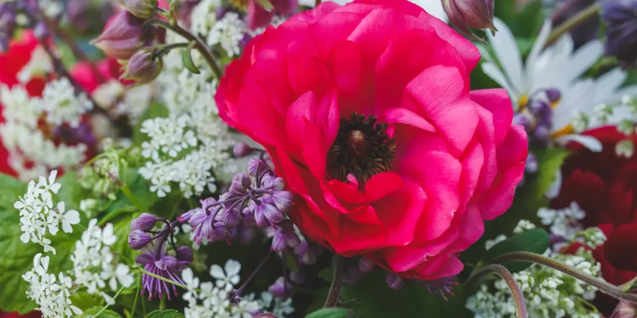 En stor, ceriserosa ranunkel dominerar en bukett med vita och lila blommor. Tänk att plantera ranunkel för att få denna färgexplosion i din trädgård.