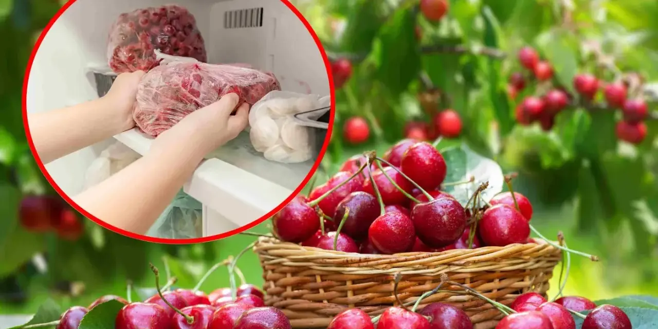 Ręce wkładają do zamrażarki worek z mrożonymi czereśniami, obok koszyk świeżych owoców.