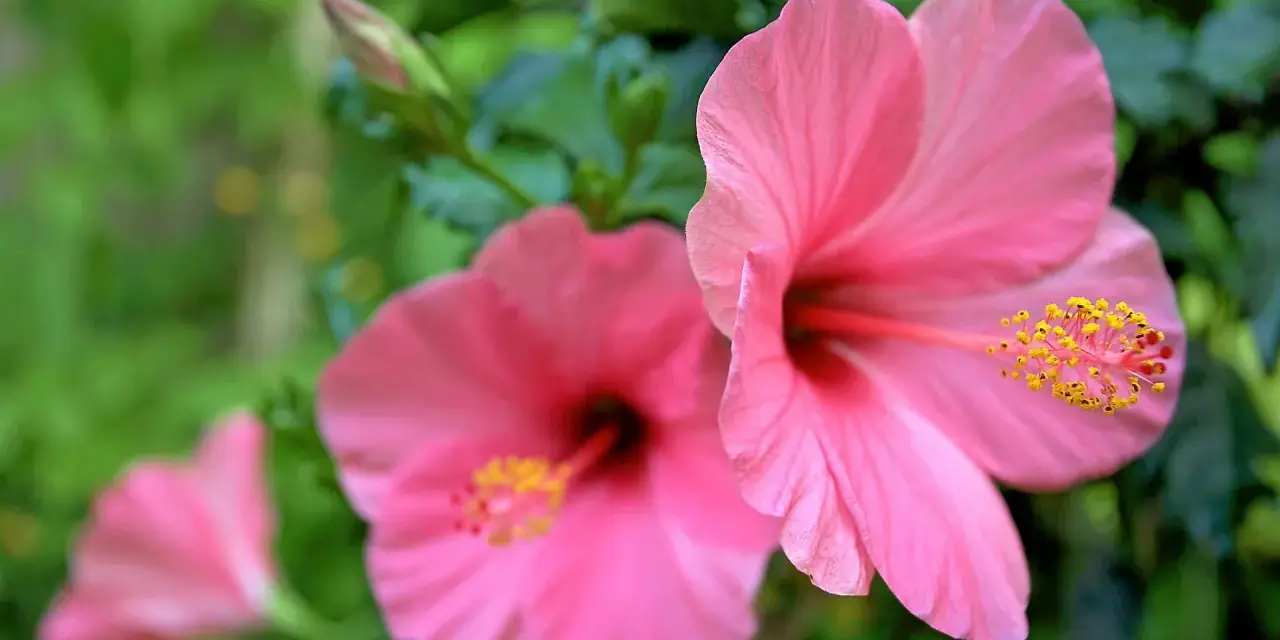 Två rosa hibiskus blommor med gula ståndare mot en grön bakgrund. En tredje blomma syns i bakgrunden.