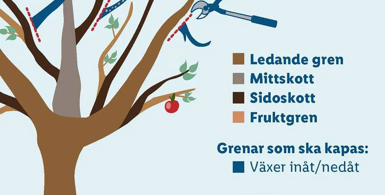 Illustration visar hur man beskär ett nytt äppelträd. Röda streck markerar var grenar ska kapas. En sekatör visas.