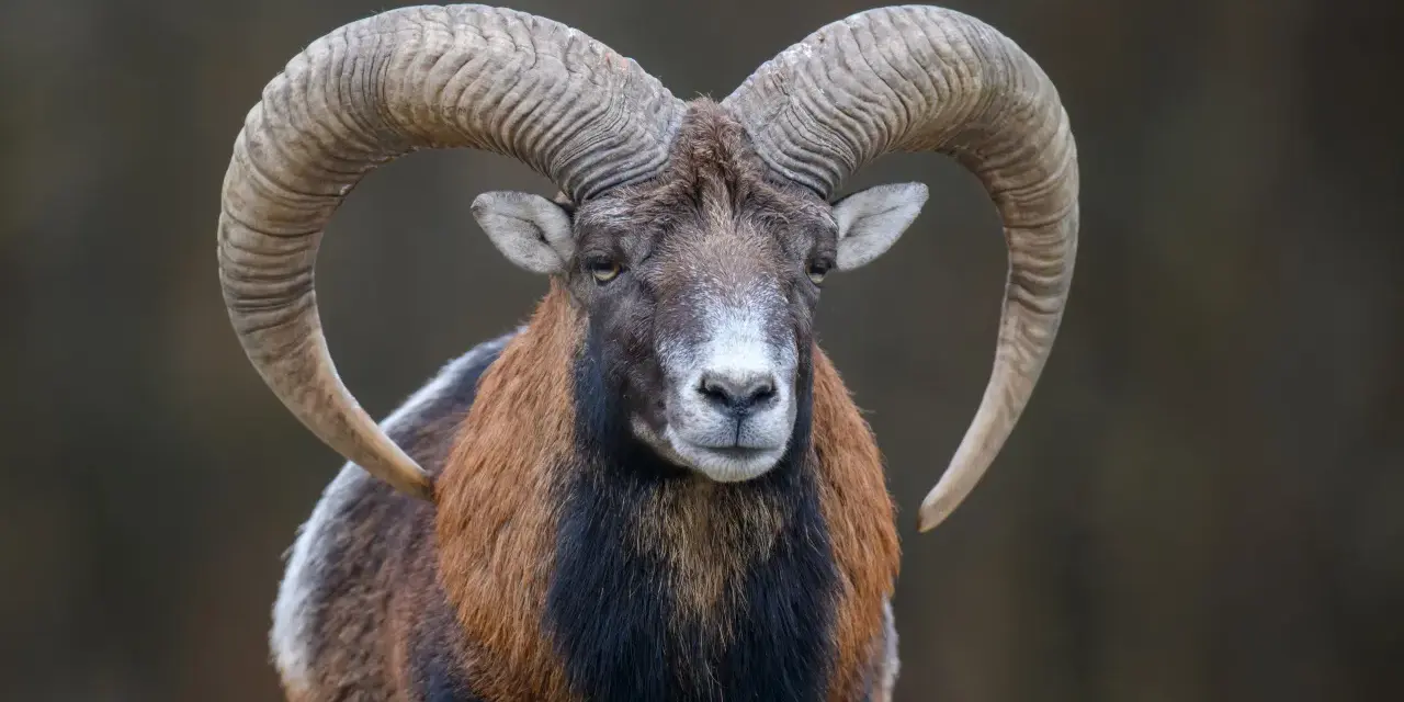 Potężny baran z zakręconymi rogami, niczym koziorożec znak zodiaku, spogląda prosto w obiektyw.