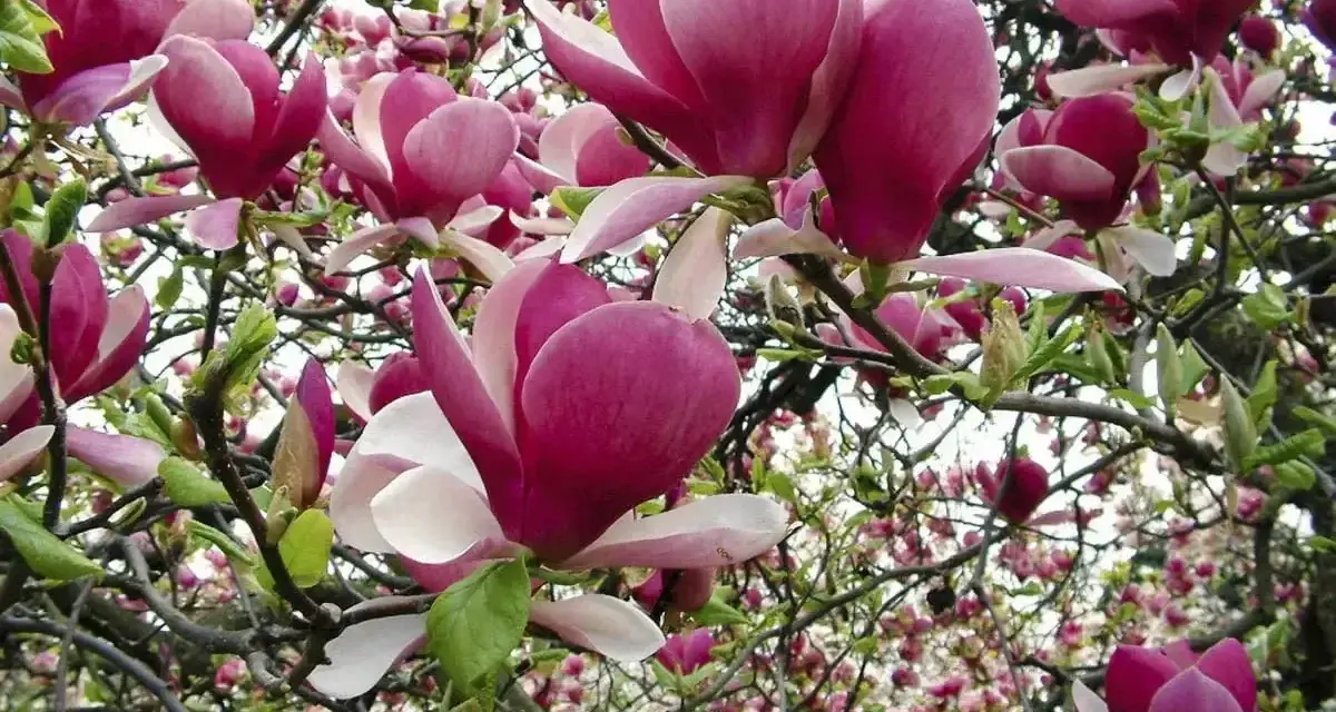 Kwiaty magnolii w pełnym rozkwicie. Jej wymagania dotyczące gleby i stanowiska są kluczowe dla obfitego kwitnienia.