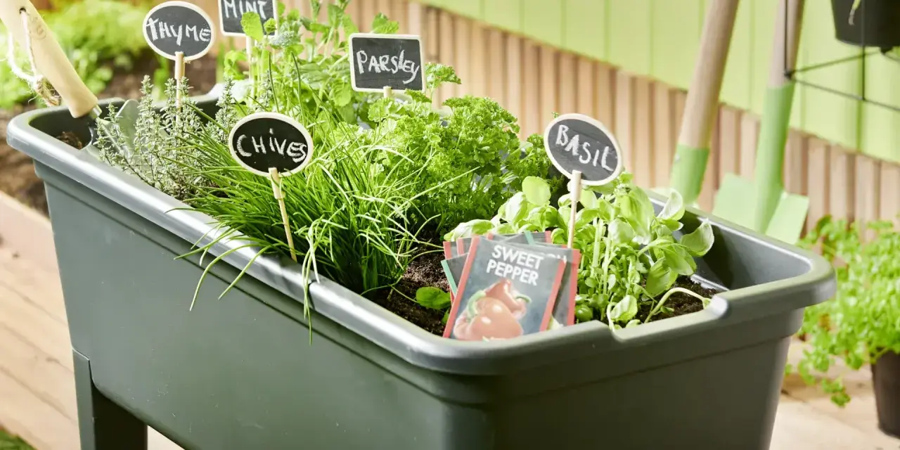 Un **orto facile** con erbe aromatiche: basilico, prezzemolo, erba cipollina, menta e timo. Piccoli cartelli indicano le piante.
