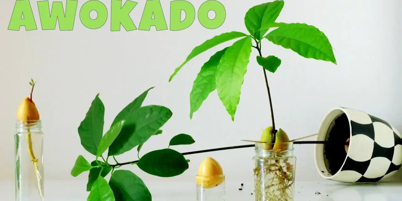 Zobacz, jak rośnie awokado w domu! Od pestki w wodzie do małej roślinki. Przepis na domowy ogródek.