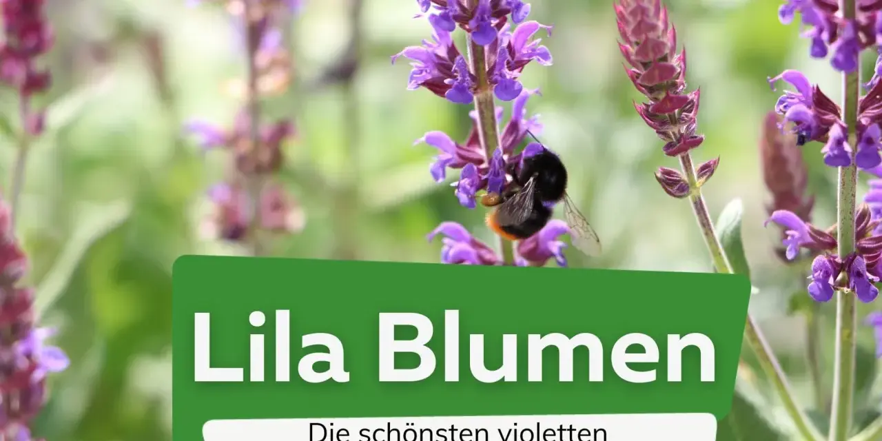 Ein Hummel besucht lila Pflanzen im Garten. Die schönen violetten Pflanzen blühen.