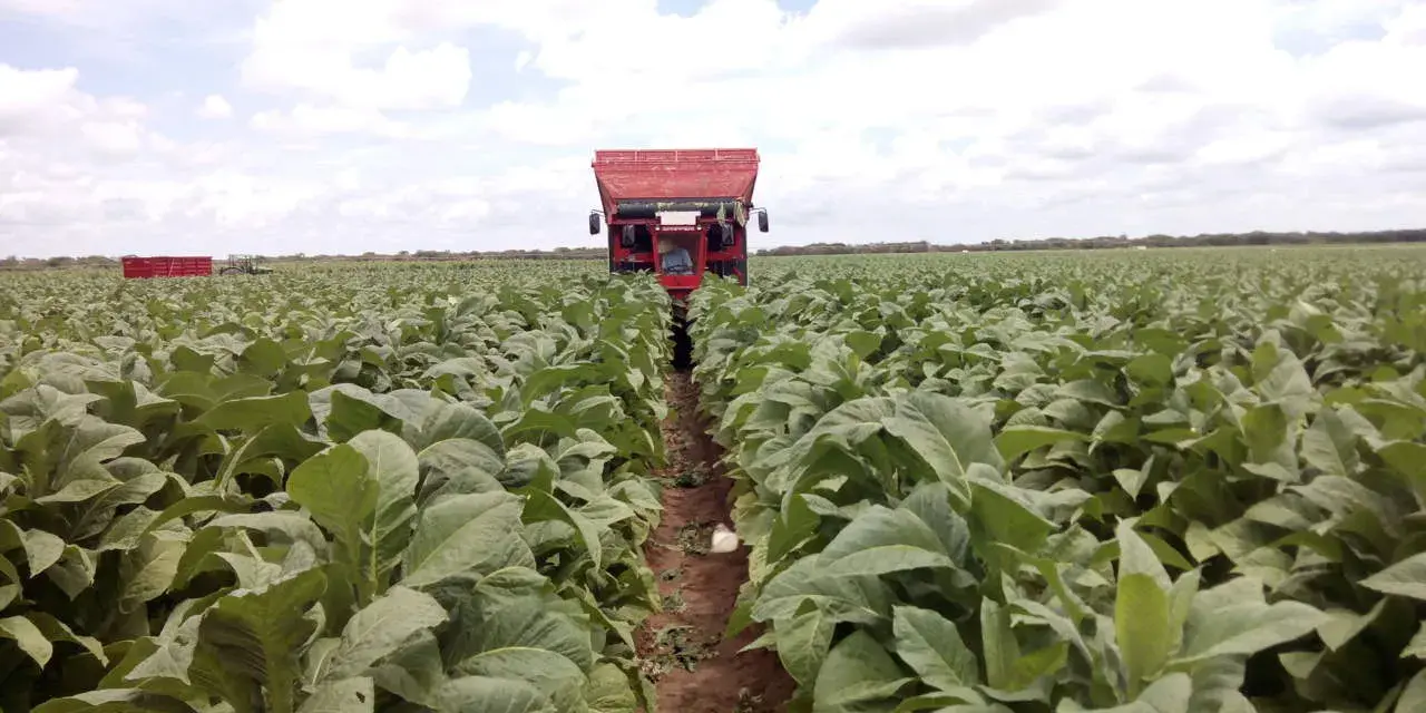 Un trattore rosso raccoglie foglie in un vasto campo per coltivare tabacco.