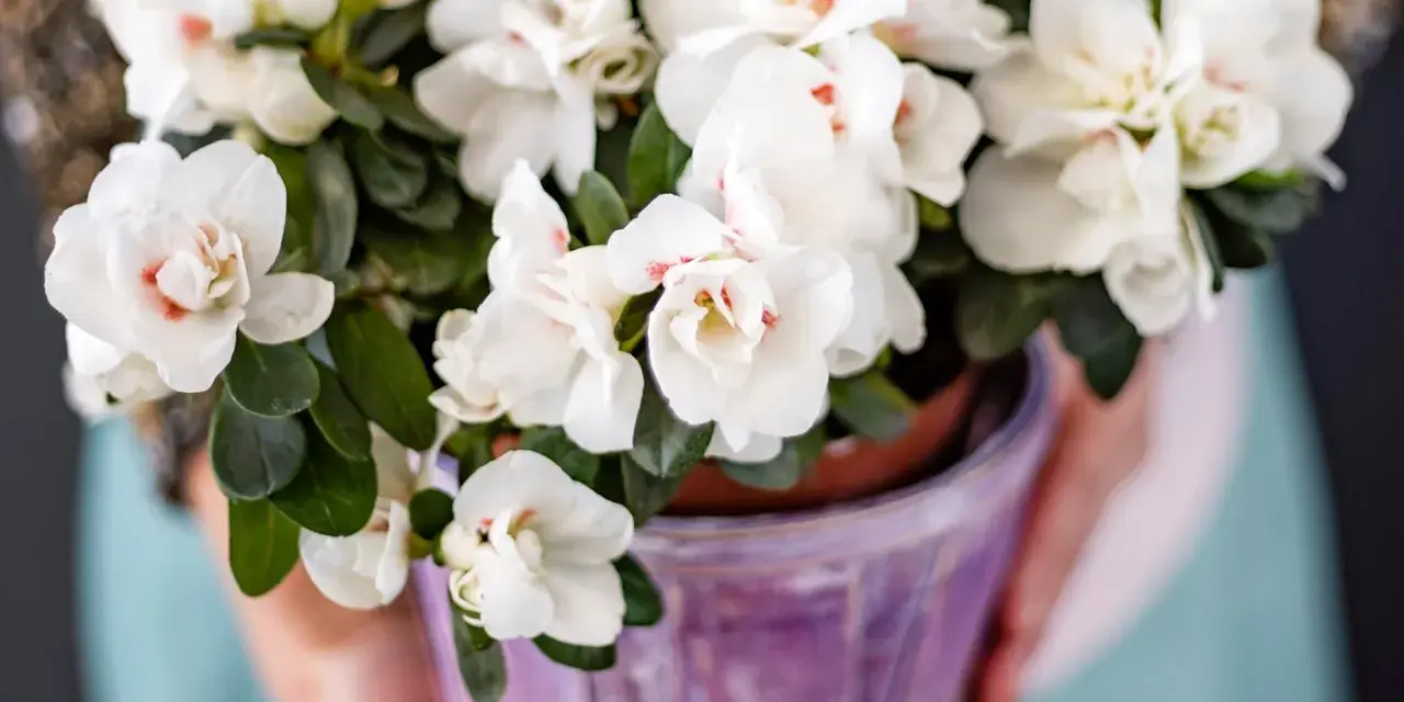 Close-up of a pot of white azaleas with pink centers, held by hands.