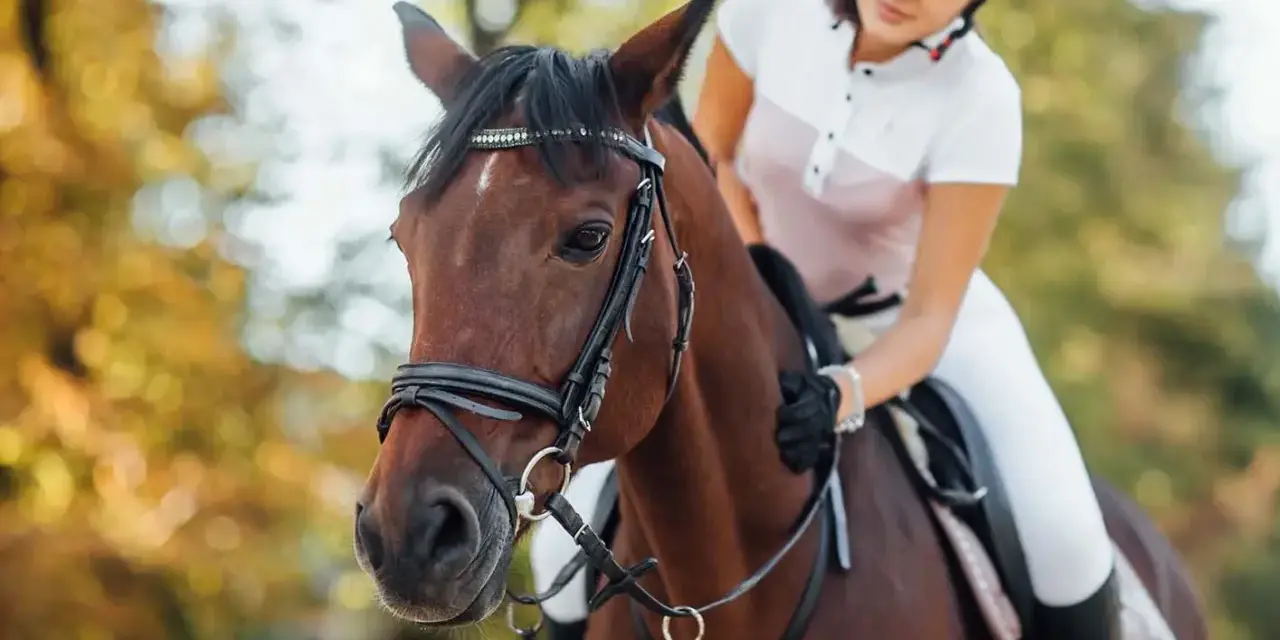 Une cavalière en tenue d'équitation, en plein **confiage cheval**, est assise sur un magnifique cheval brun. L'automne est présent avec des arbres aux couleurs chaudes en arrière-plan.