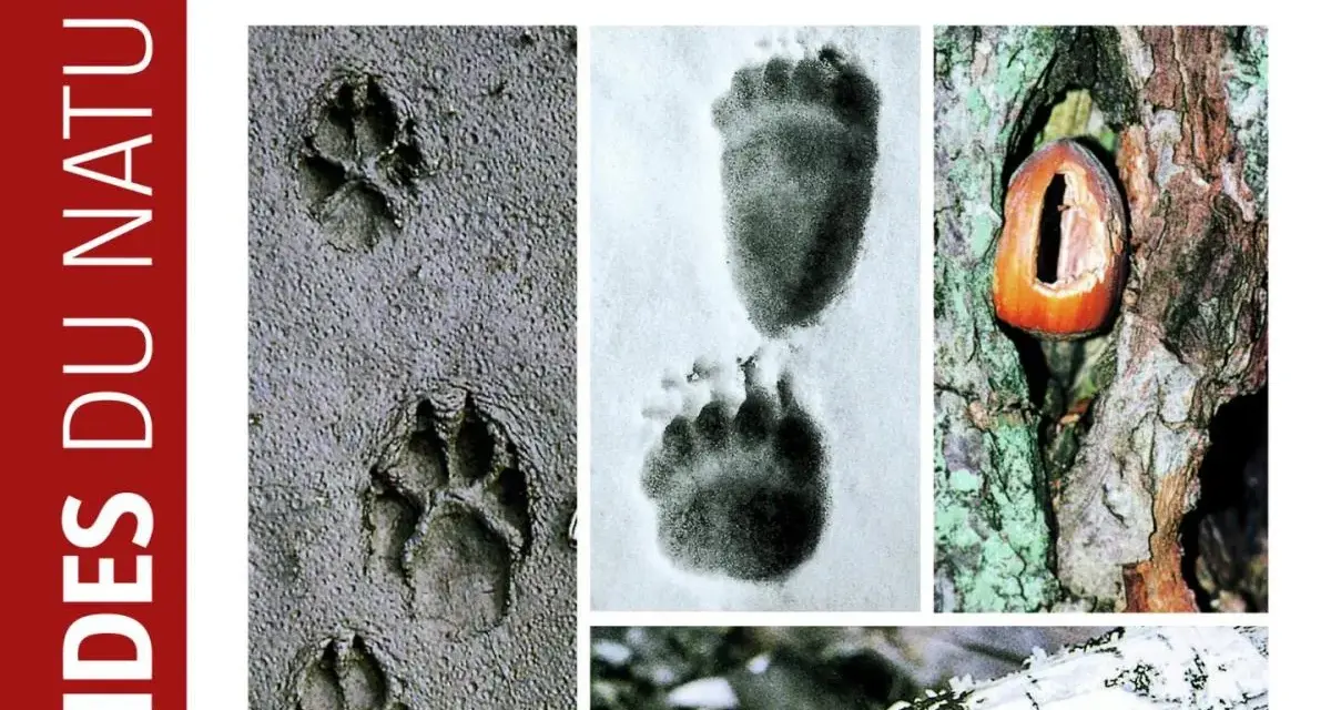 Indices de présence d'animaux en montagne : empreintes dans la boue, dans la neige, et un fruit dans un arbre.