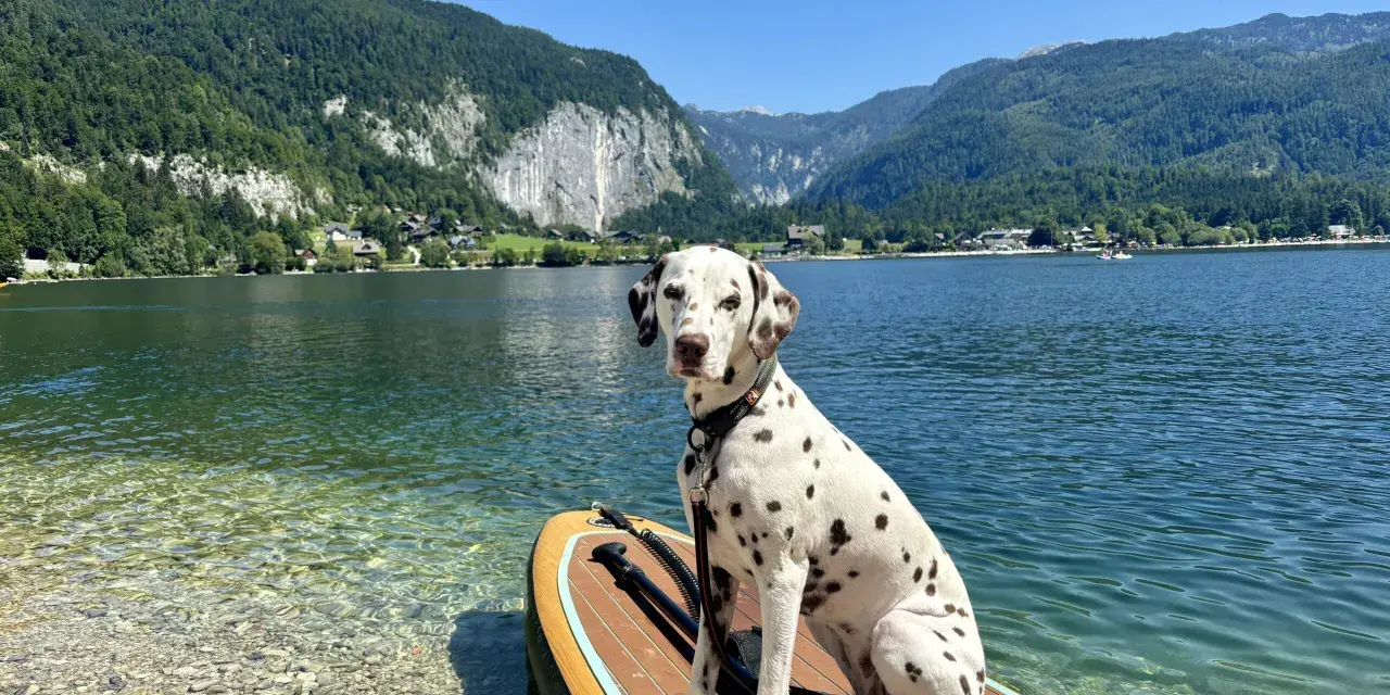 Ein Dalmatiner sitzt auf einem **Stand-up-Paddle mit Hund** am Ufer eines Bergsees.