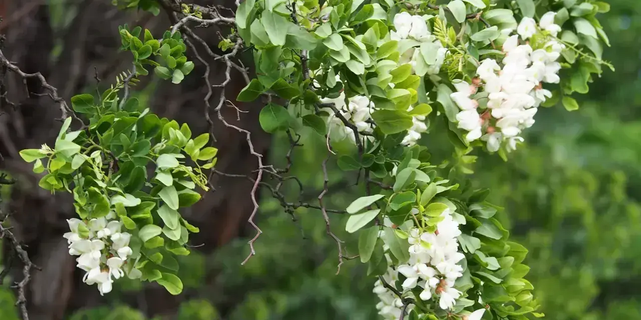 Gałęzie robinia biała obsypane białymi kwiatami i zielonymi liśćmi.