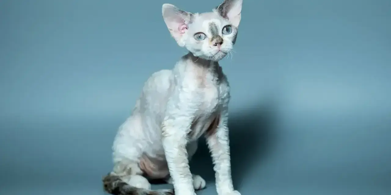 Uroczy devon rex z niebieskimi oczami i falowaną sierścią, siedzi na szarym tle. Cena tego kota może być wysoka.