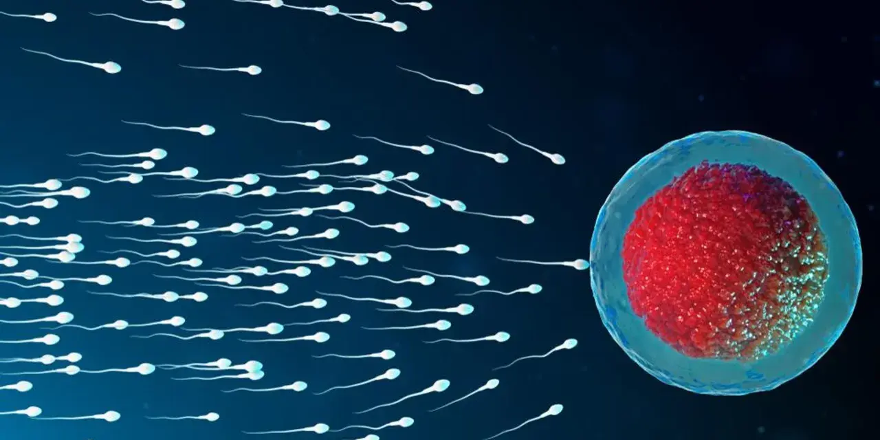 Wiele plemników dąży do komórki jajowej, symbolizując początek implantacji zarodka.
