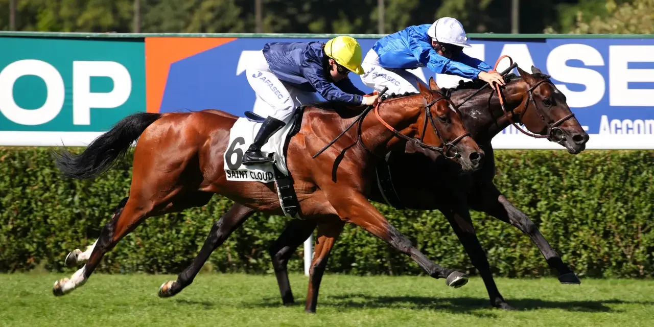 Course hippique : un jockey et son cheval en pleine action, le numéro 6 bien visible.