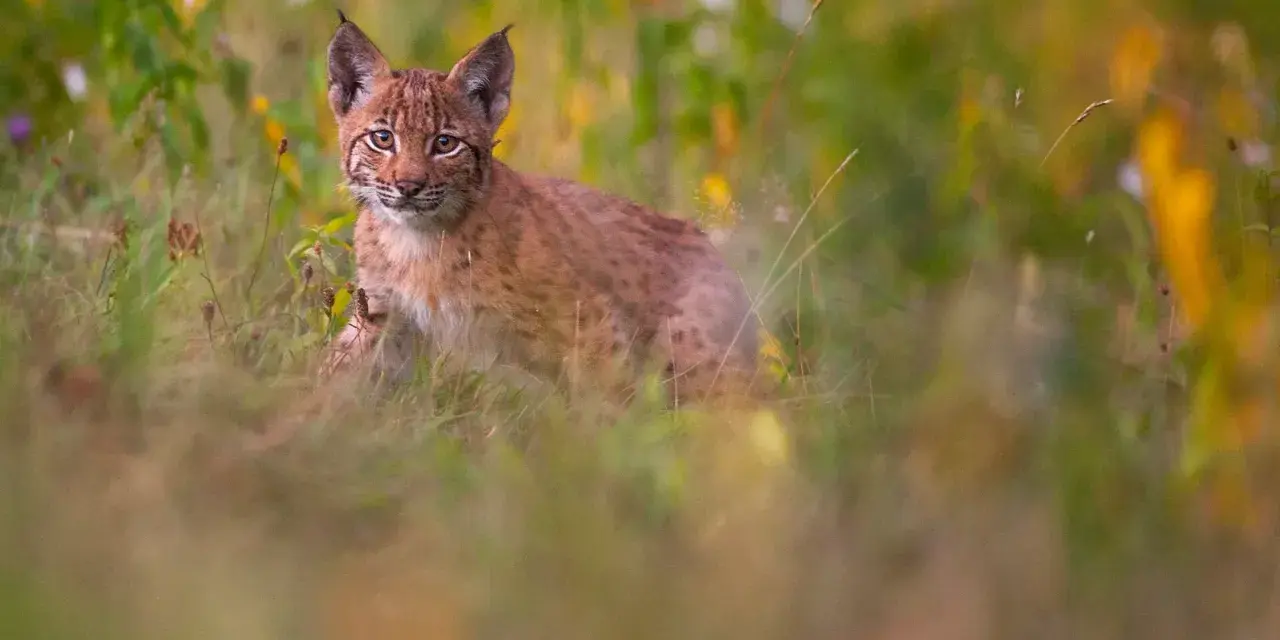 Un jeune lynx, aux yeux vifs, observe depuis l'herbe haute. C'est là où vit le lynx, dans ce paysage verdoyant.