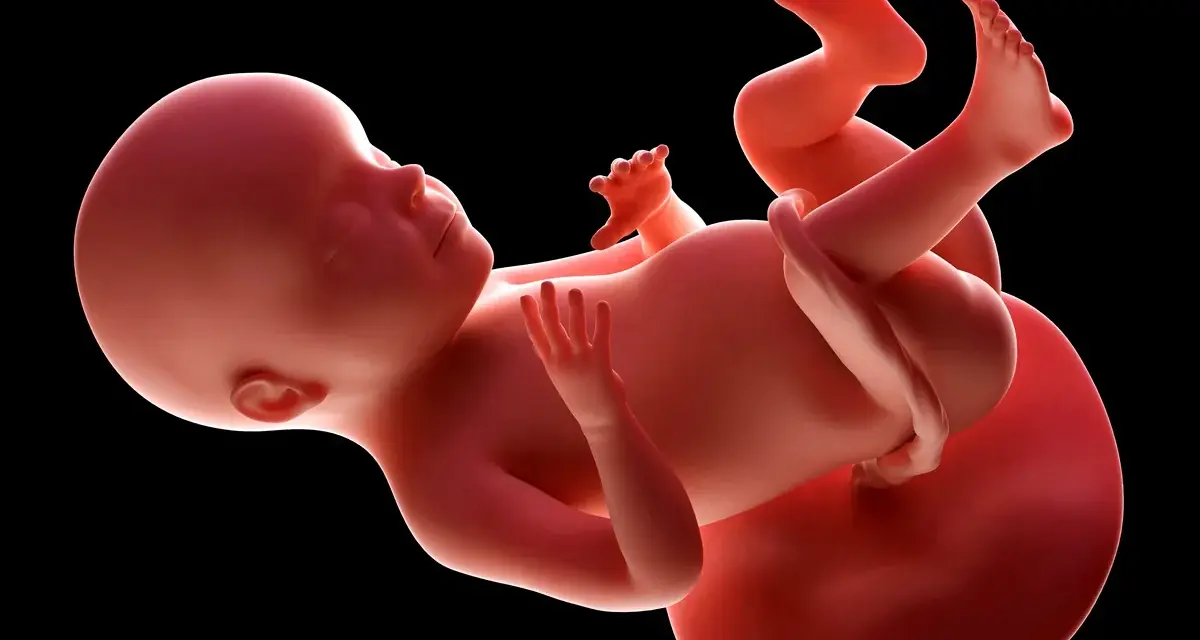 Płód w 28 tygodniu ciąży, z widocznymi dłońmi i stopami, rozwija się w łonie matki.
