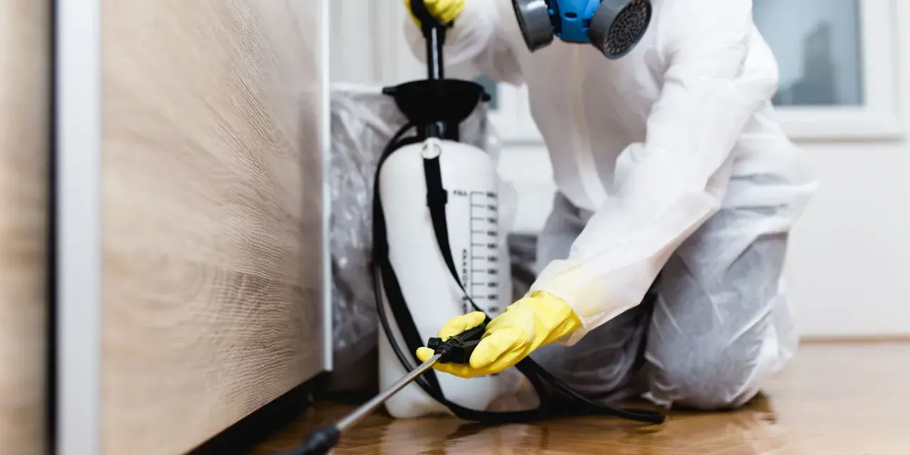 Persona con traje protector y máscara usa un fumigador de cucarachas para desinfectar un área.