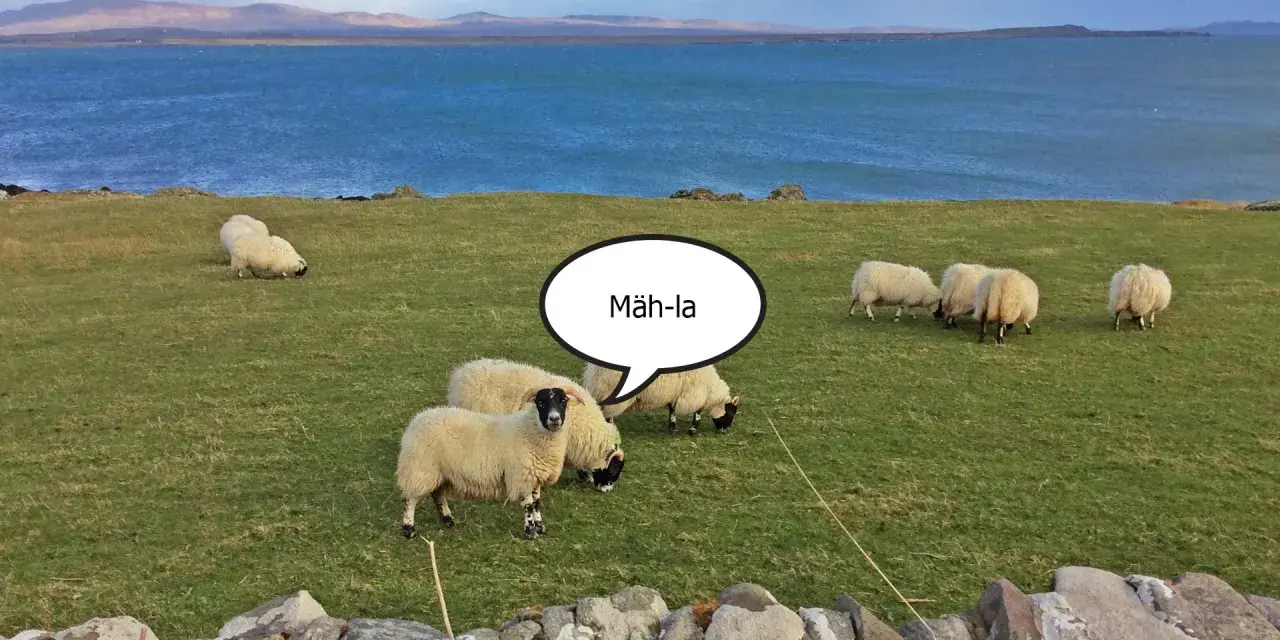 Schafe auf einer grünen Wiese am Meer. Eine Sprechblase über einem Schaf erklärt die "Islay Aussprache": "Mäh-la".