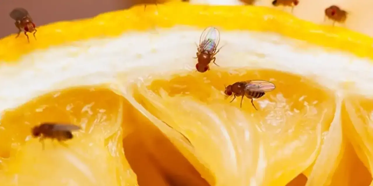 Un limón cortado atrae a varias moscas de la fruta, que se posan en su jugosa pulpa amarilla.