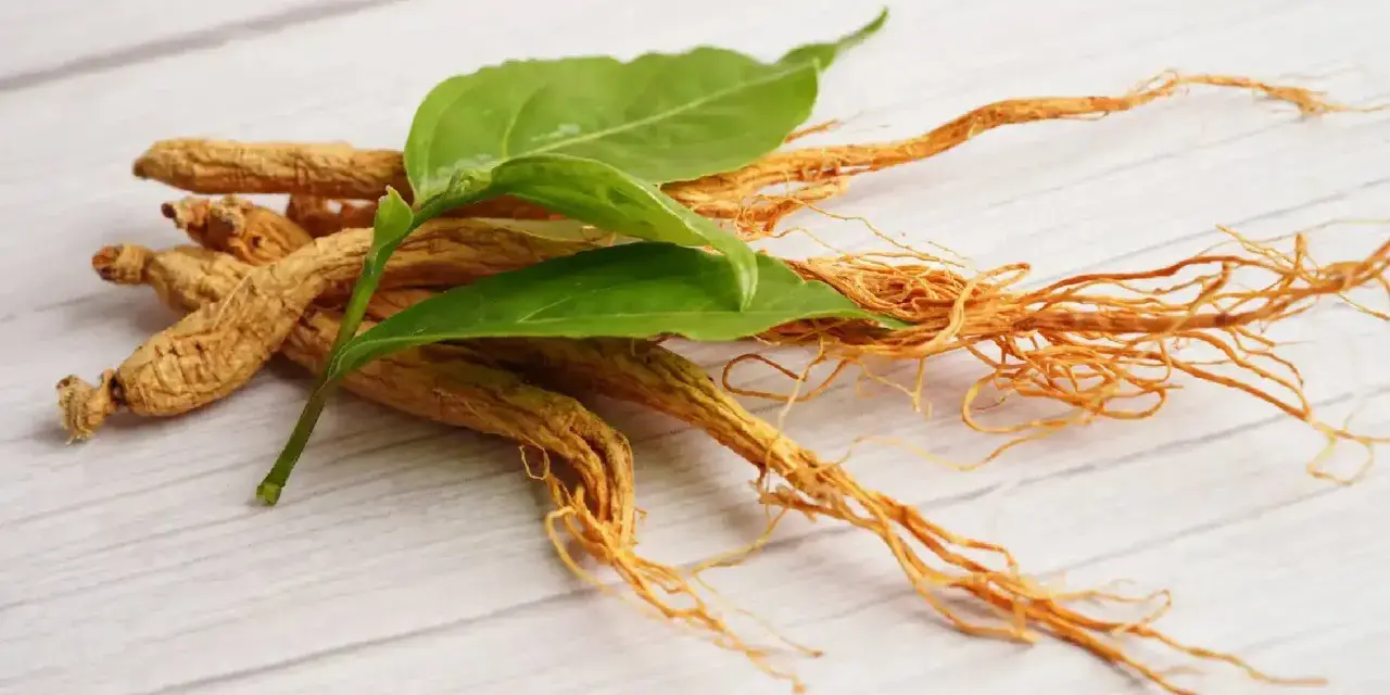 Racines de ginseng séchées avec des feuilles vertes. Découvrez comment consommer le ginseng pour ses bienfaits.