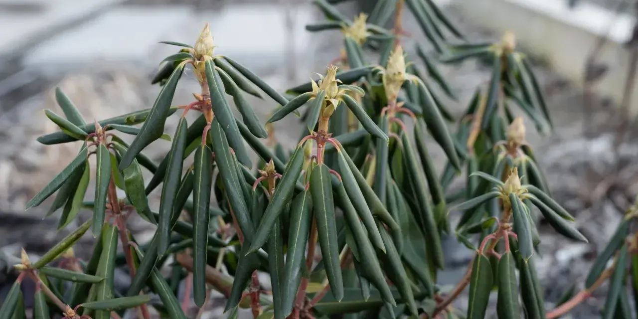 Rododendron z oklapniętymi liśćmi, czekający na wiosenne słońce.