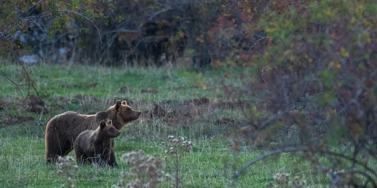 Orso marsicano con cucciolo in un prato verde, habitat naturale.
