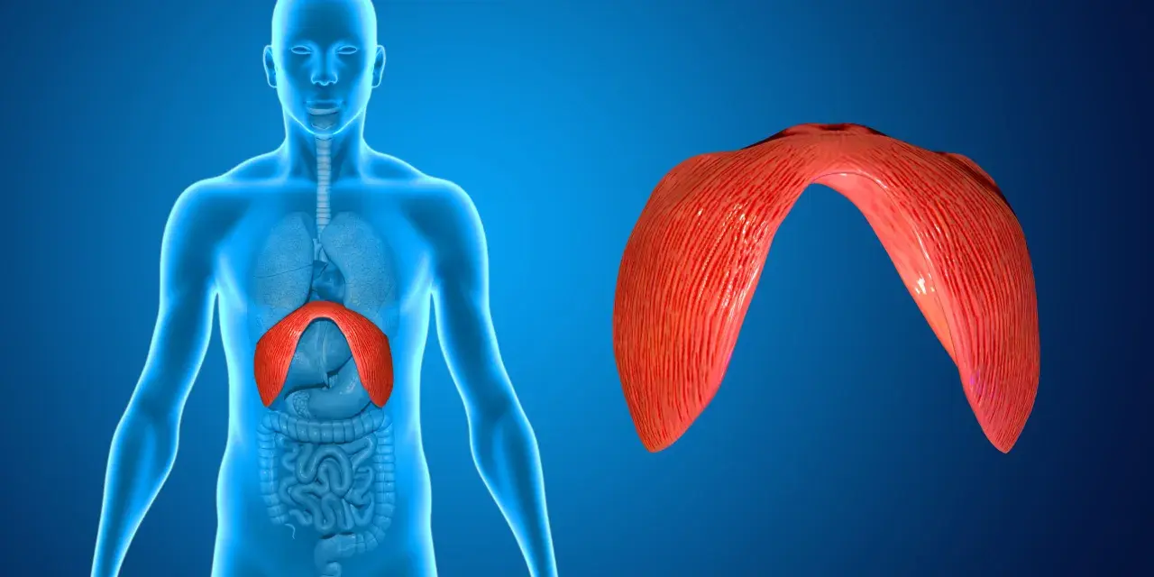 Anatomia człowieka z uwydatnioną przeponą. Odnogi przepony, kluczowe dla oddychania, są pokazane w czerwonym kolorze.