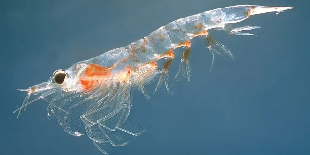 Un krill translúcido, uno de los animales marinos en peligro de extinción, nada en aguas azules.