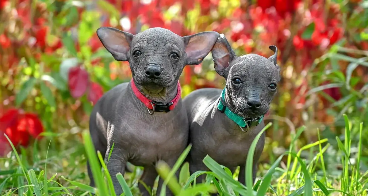 Dos cachorros de perro egipcio, con sus orejas grandes y piel gris, posan curiosos entre la hierba y flores rojas.