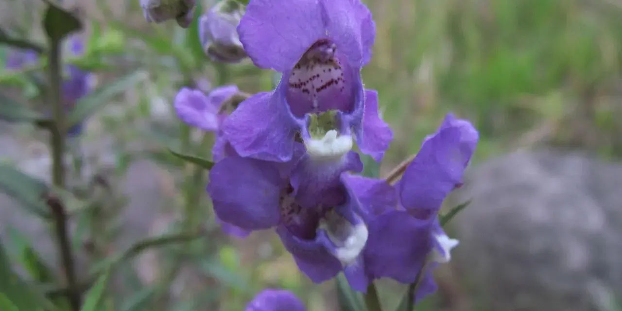 En klunga lila blommor av angelonia angustifolia, med gröna blad och en suddig bakgrund.