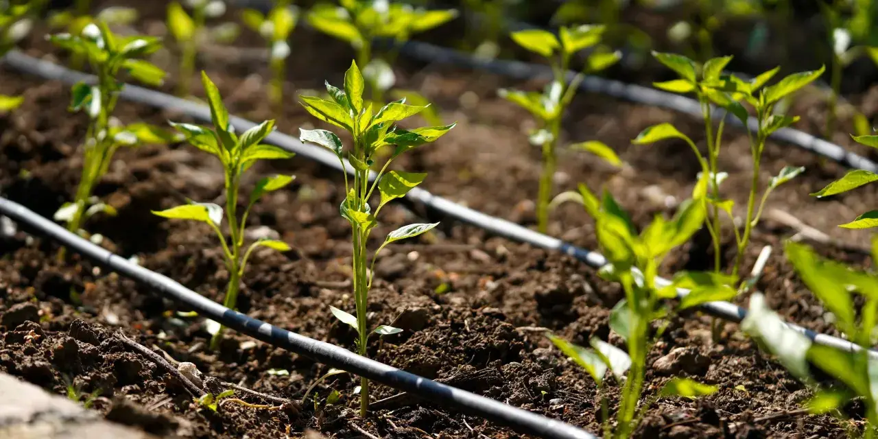 Jóvenes plantas de pimiento en un huerto con un esquema de riego por goteo.