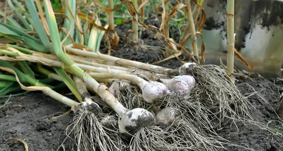 Frisch geernteter Knoblauch mit Wurzeln liegt auf dunkler Erde. Eine Schaufel ist im Hintergrund zu sehen, bereit für weitere Ernte.