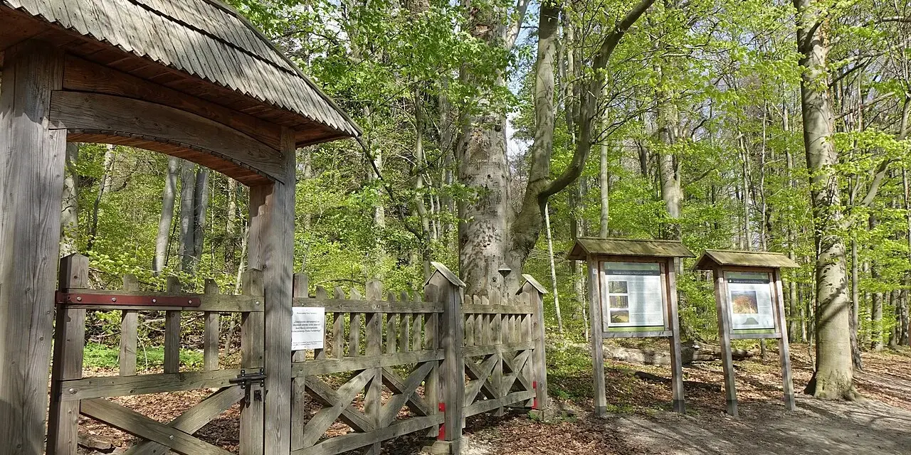 Drewniana brama prowadzi do lasu bukowego. Tablice informacyjne stoją obok.