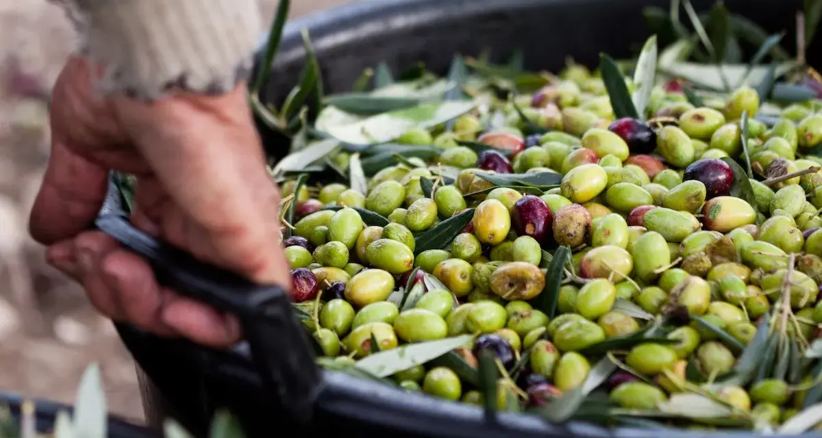Mano che solleva un cesto pieno di olive fresche, pronte per la raccolta.