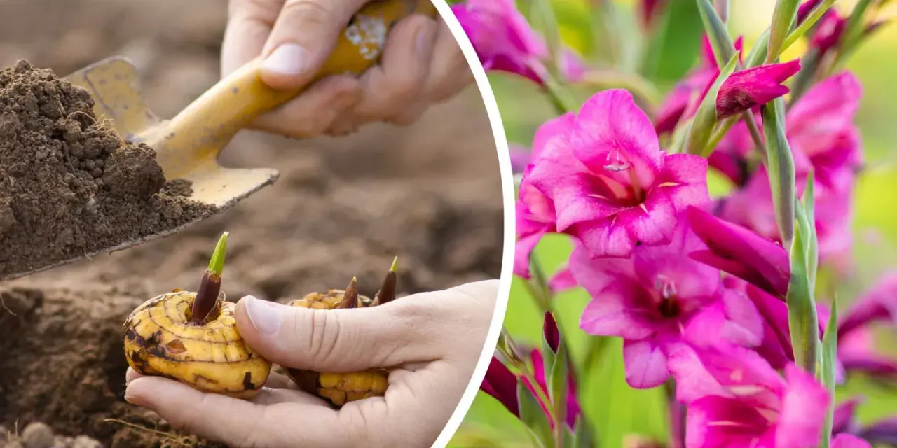 Sadzenie cebulek mieczyków, które zakwitną pięknymi, różowymi gladiole kwiaty.
