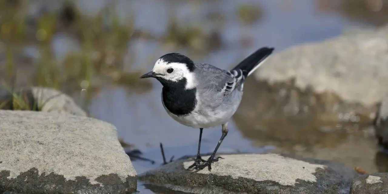 Una lavandera blanca, con su plumaje distintivo, se posa sobre una roca mojada junto a un arroyo.