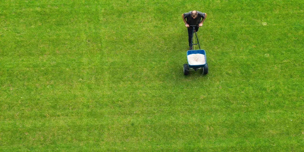 Mężczyzna rozsypuje nawóz na trawniku za pomocą rozsiewacza.