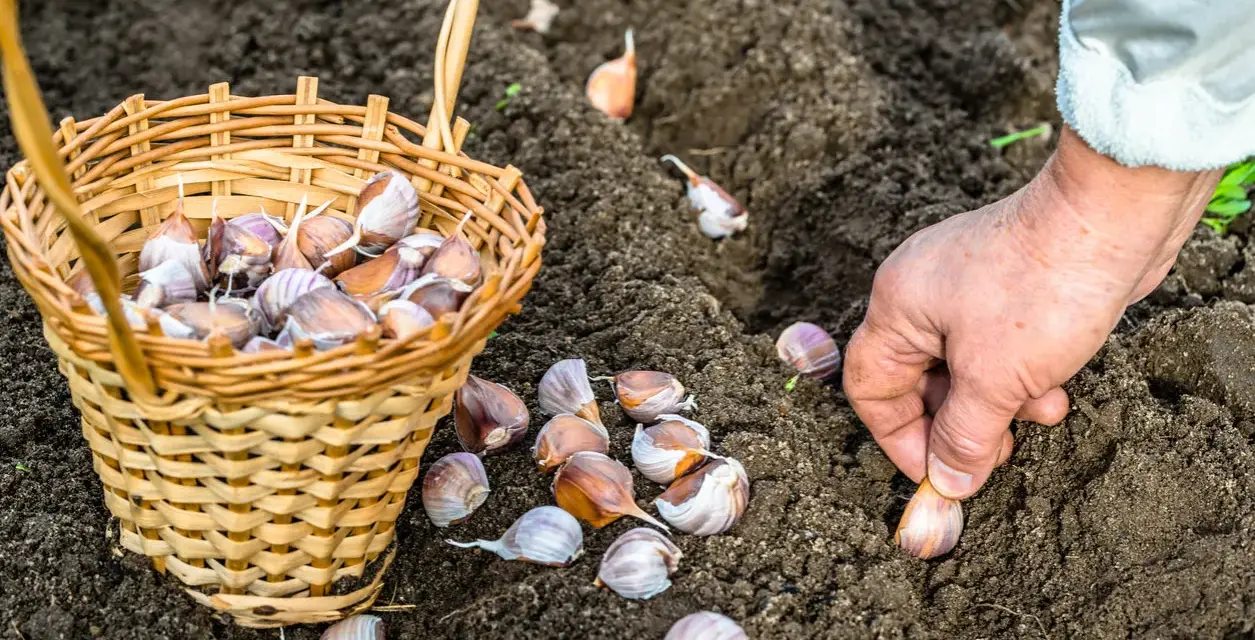 Mano che pianta spicchi d'aglio nel terreno. Ottimo momento per capire cosa piantare a dicembre e preparare il raccolto futuro.