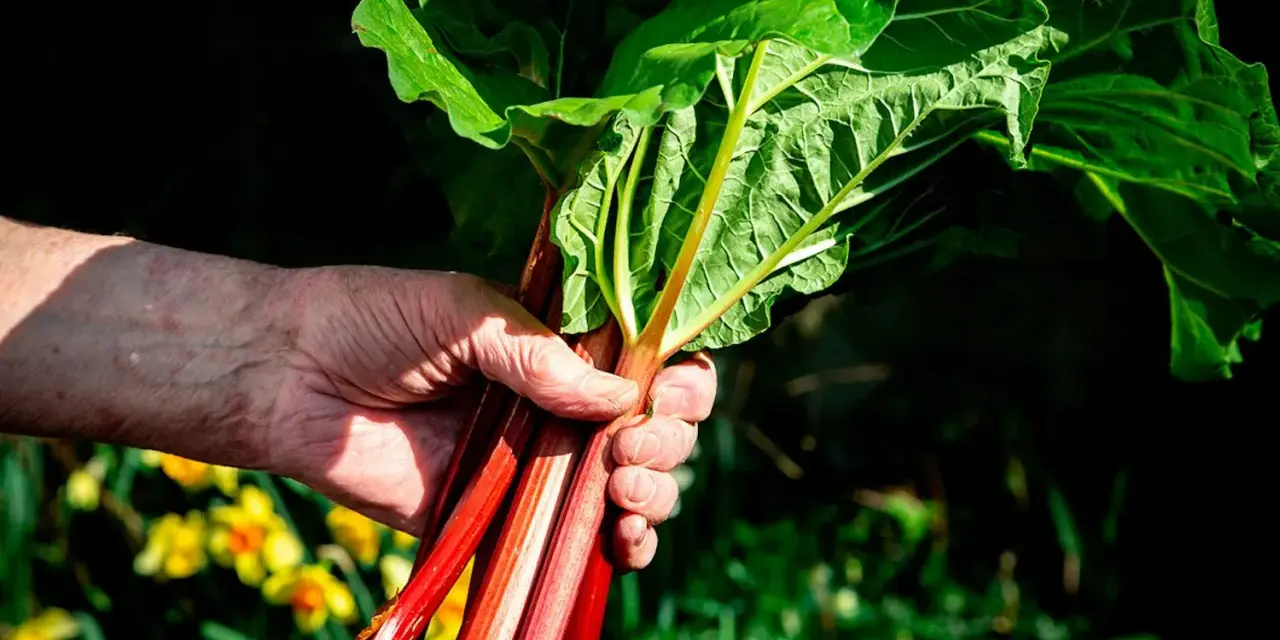 En hand håller en knippe röda rabarberstjälkar med stora gröna blad. Olika rabarber sorter kan ge så här fina skördar.