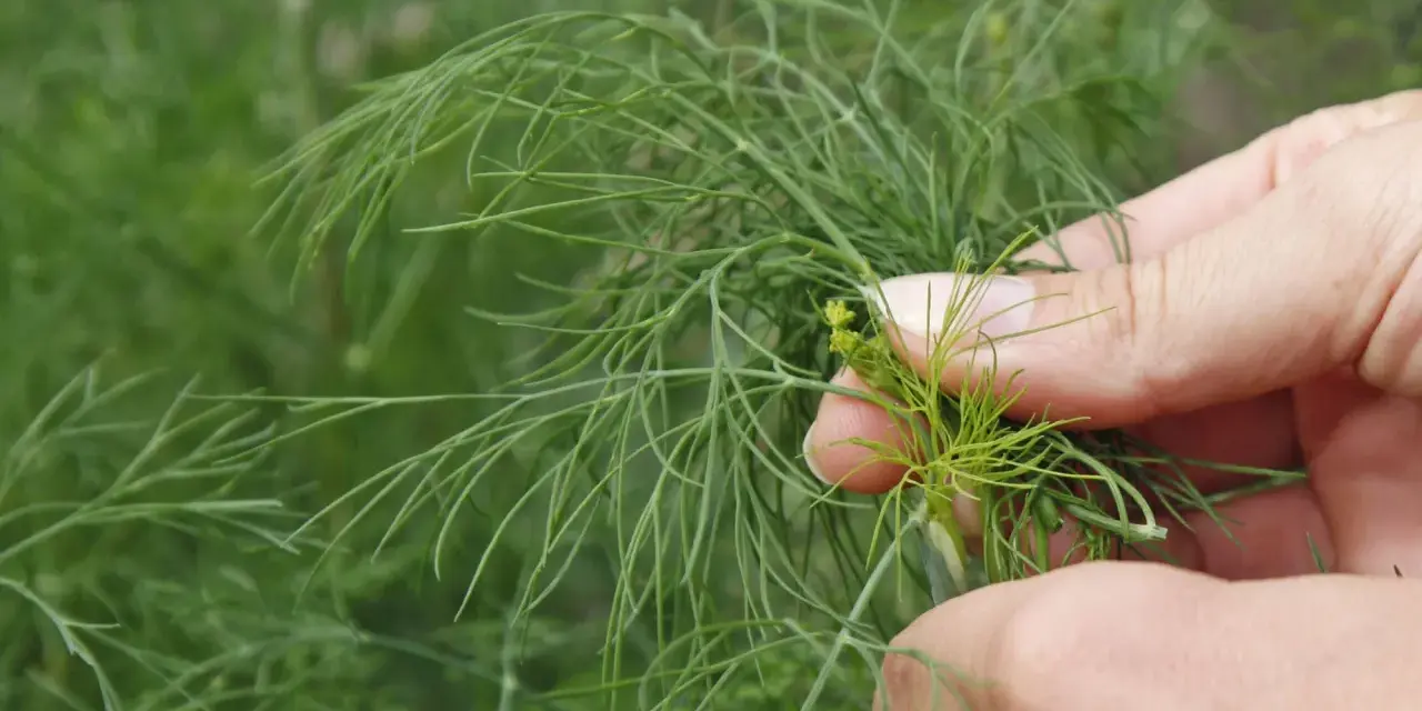 Hände ernten frischen Dill. Zarte grüne Zweige mit feinen Blättern werden vorsichtig gepflückt.