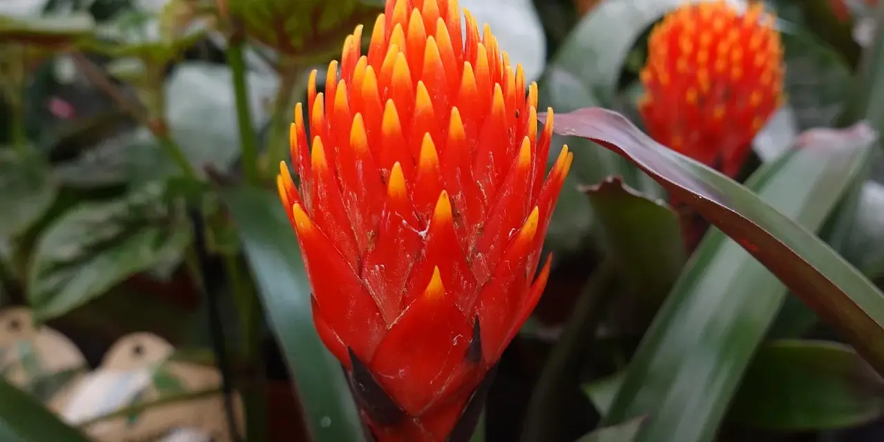 Jasna, ognista guzmania. Dowiedz się, jak dbać o tę egzotyczną piękność, by cieszyć się jej barwami.