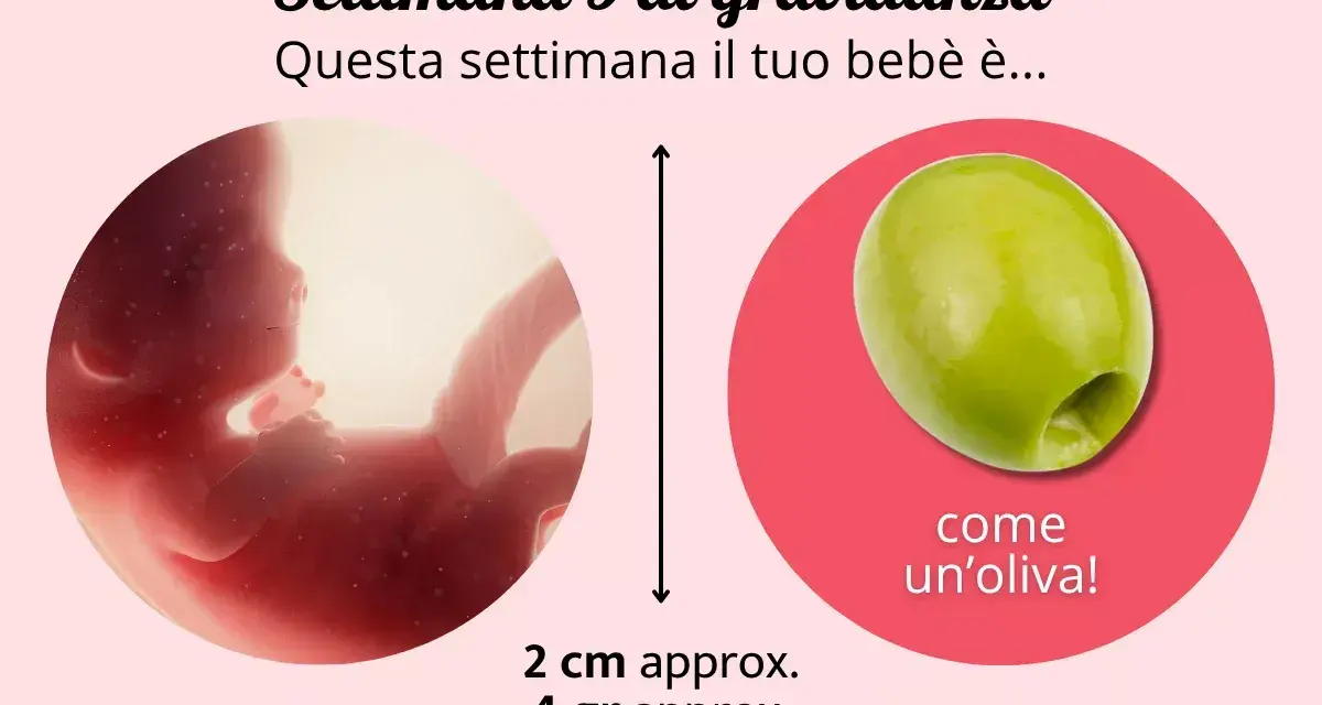 A 9 settimane di gravidanza, il feto è grande come un'oliva, circa 2 cm e 4 grammi.