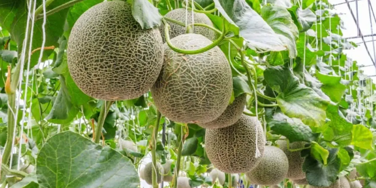 Meloni maturi appesi a una pianta in serra, con le loro reti distintive visibili.