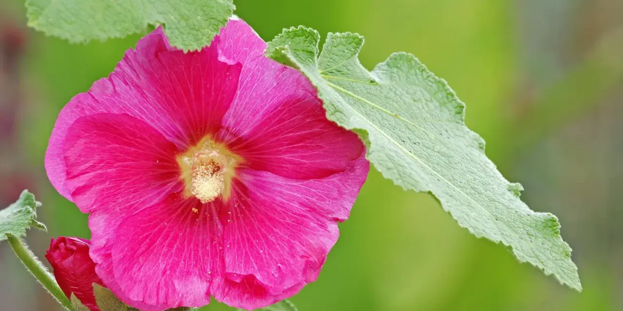 Eine leuchtend pinke Stockrose blüht, umgeben von grünen Blättern. Der ideale stockrosen standort ist sonnig und geschützt.