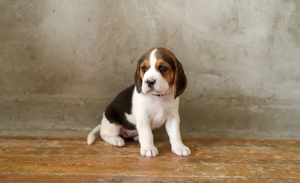 Jak wytresować beagle, aby uniknąć problemów w przyszłości
