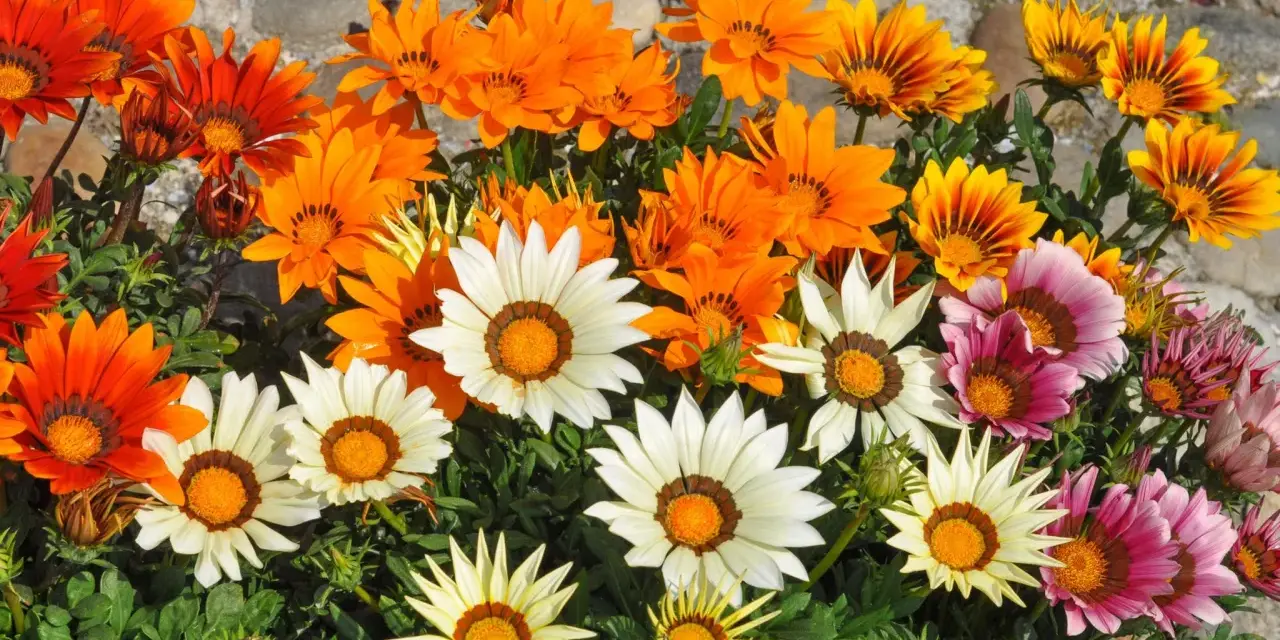 Bunte Gazanien, die viel Sonne vertragen, leuchten in Orange, Weiß und Rosa.