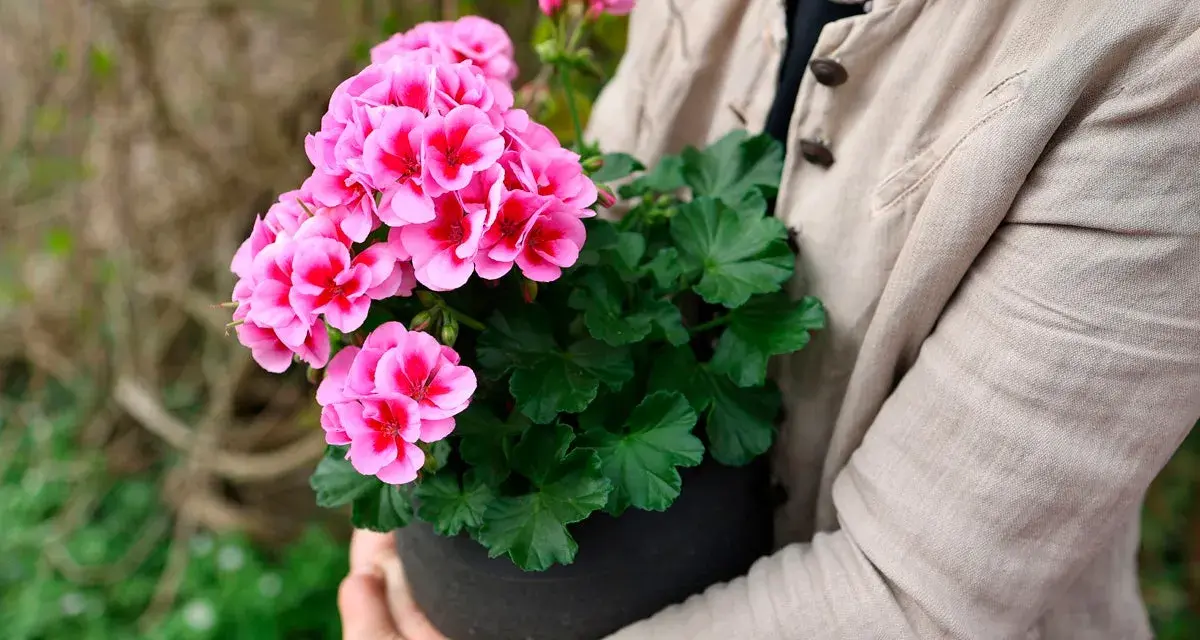 En person håller en kruka med rosa pelargoner. Kanske är det en av de vackraste i årets pelargon lista.